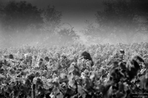 Les vignes du Domaine Annie Sauvat