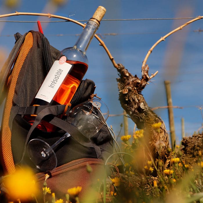Vol au-dessus des vignes – Image 5